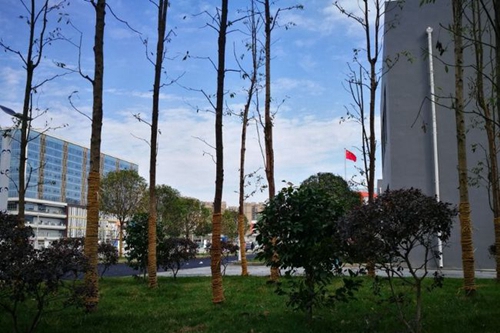 北二外成都附中校园绿化