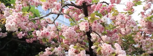 绵阳实验高级中学校园风景