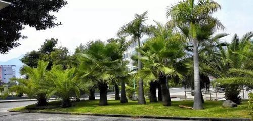 四川省米易中学校校园一角4