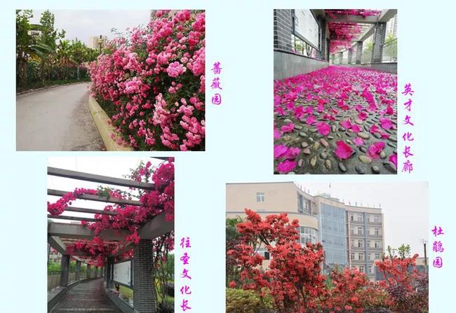 荣县一中学校花园