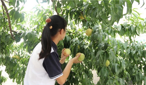 四川师范大学附属第一实验中学采摘桃子2（龙泉校区）