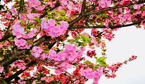 四川师范大学附属第一实验中学春花明媚（锦江校区）