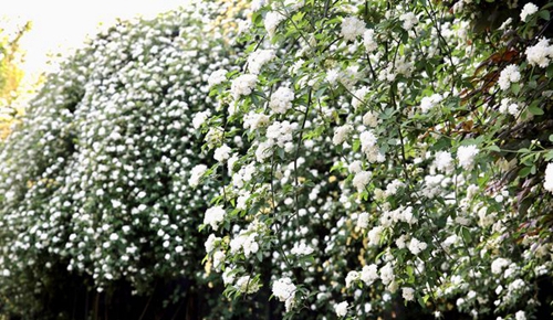 四川师范大学附属第一实验中学朵朵白花（锦江校区）