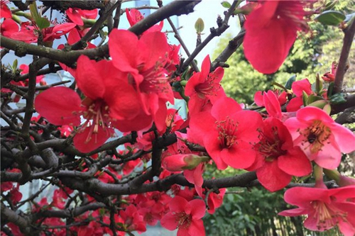 四川师范大学附属第一实验中学红花似火（龙泉校区）