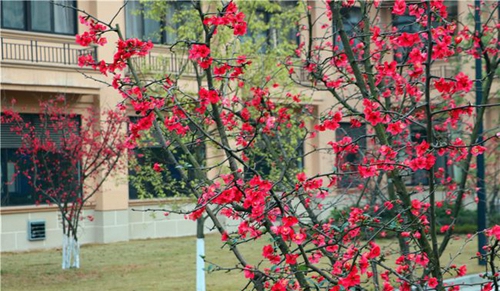 四川师范大学附属第一实验中学花丛掩映（天府校区）