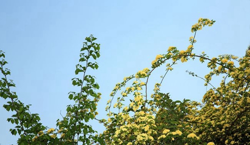 四川师范大学附属第一实验中学黄花（锦江校区）