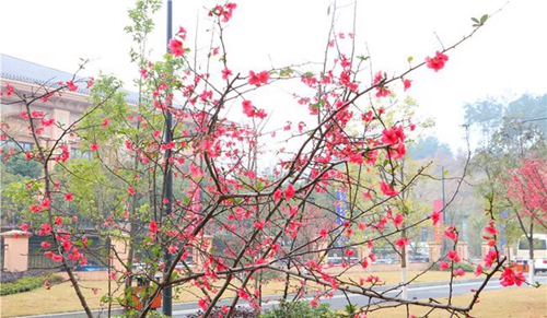 四川师范大学附属第一实验中学美丽校园（天府校区）