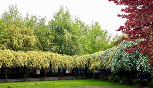 四川师范大学附属第一实验中学校园草地（锦江校区）