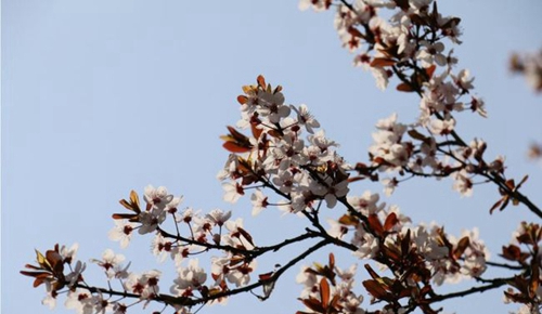 四川师范大学附属第一实验中学校园春花（龙泉校区）