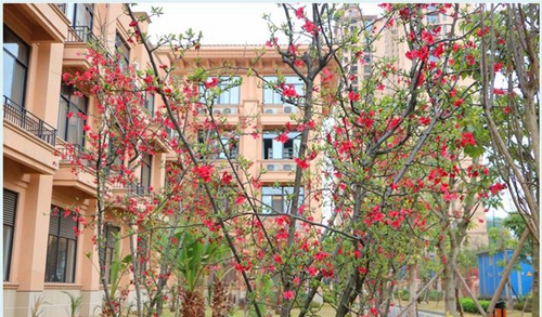 四川师范大学附属第一实验中学校园景色（天府校区）