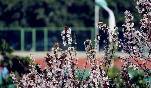 四川师范大学附属第一实验中学校园美景（龙泉校区）