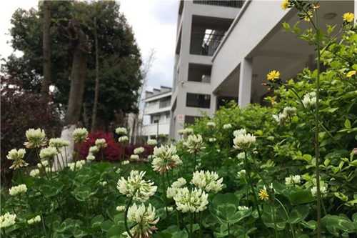 四川师范大学附属第一实验中学校园美景2（龙泉校区）