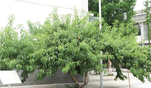 四川师范大学附属第一实验中学校园桃树（龙泉校区）