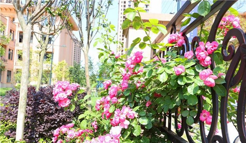 四川师范大学附属第一实验中学校园围栏（天府校区）