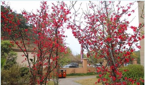 四川师范大学附属第一实验中学校园小径（天府校区）