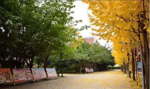 电子科技大学实验中学林荫道