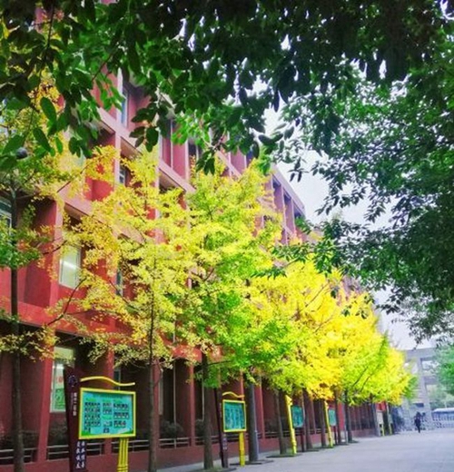 电子科技大学实验中学校园一角