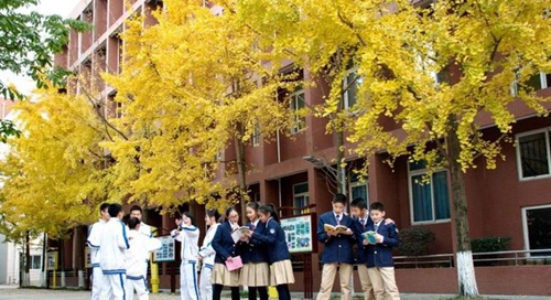 电子科技大学实验中学银杏大道