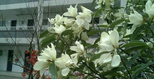 四川省德阳市第三中学校园风光