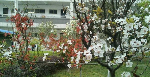 四川省德阳市第三中学校园风光1