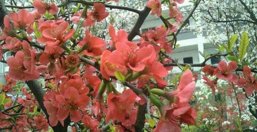 四川省德阳市第三中学校园风光2
