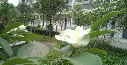 四川省德阳市第三中学校园风光3