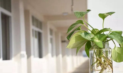 简阳市养马中学盆栽植物