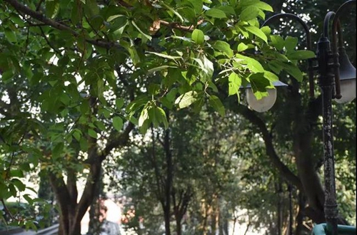 简阳市养马中学校园绿树