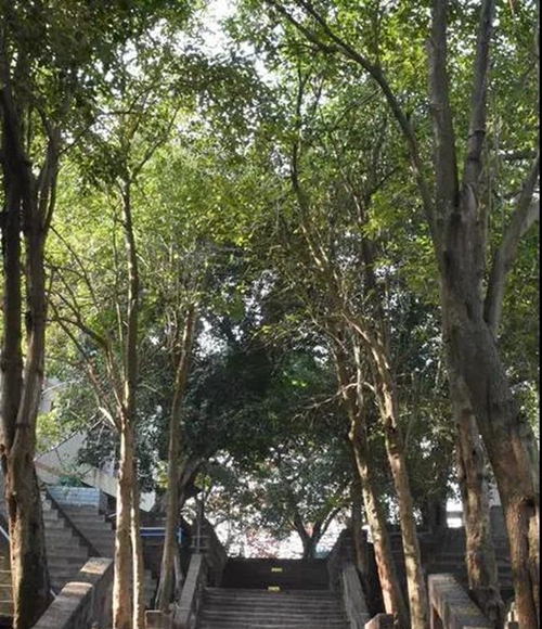 简阳市养马中学校园台阶