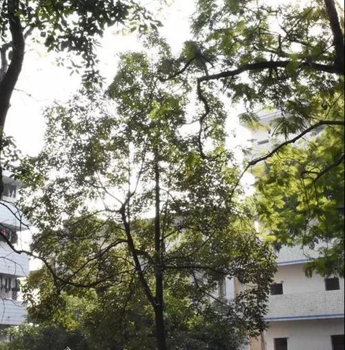 简阳市养马中学校园一角