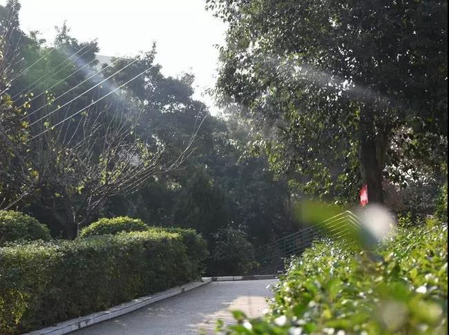 简阳市养马中学校园小径