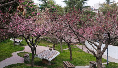 简阳市贾家中学花树