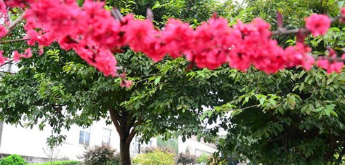 简阳市贾家中学绿树掩映