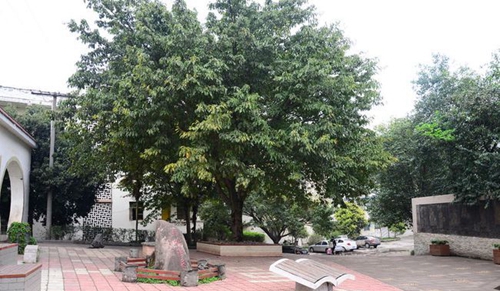 简阳市贾家中学校园园林
