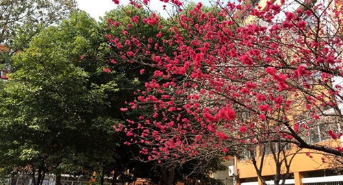 四川省广元中学校园风景