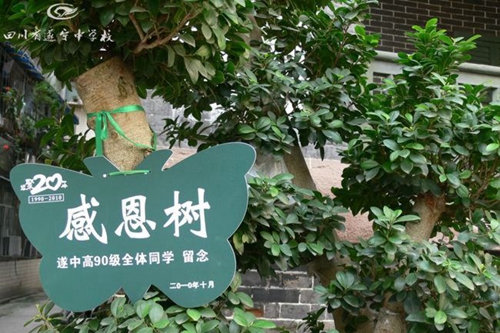 遂宁中学感恩树