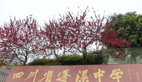 蓬溪中学校园美景1