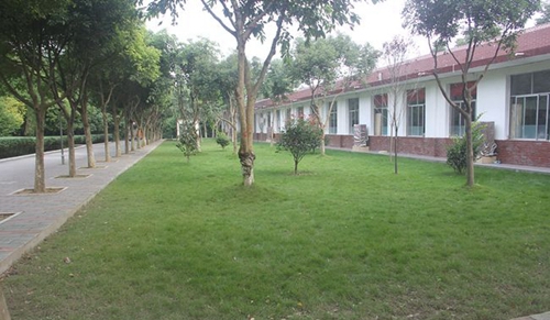 邛崃市强项实验学校校园草地