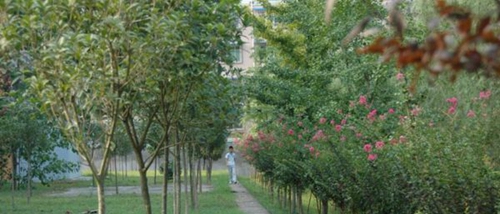 大英中学校园风景
