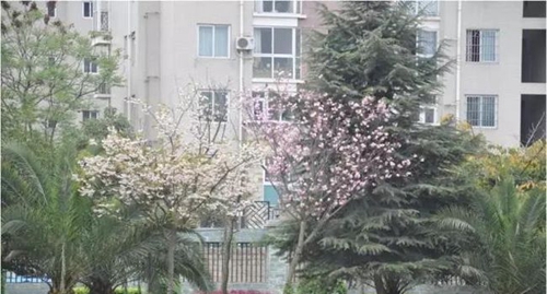 四川省成都市龙泉第二中学春暖花开