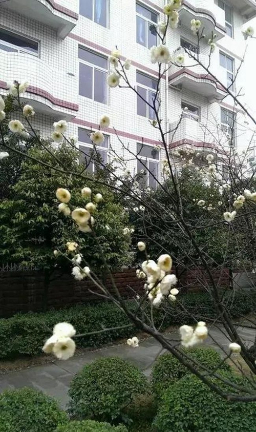 四川省成都市龙泉第二中学美丽校园