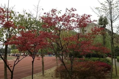 四川省成都市龙泉第二中学跑道