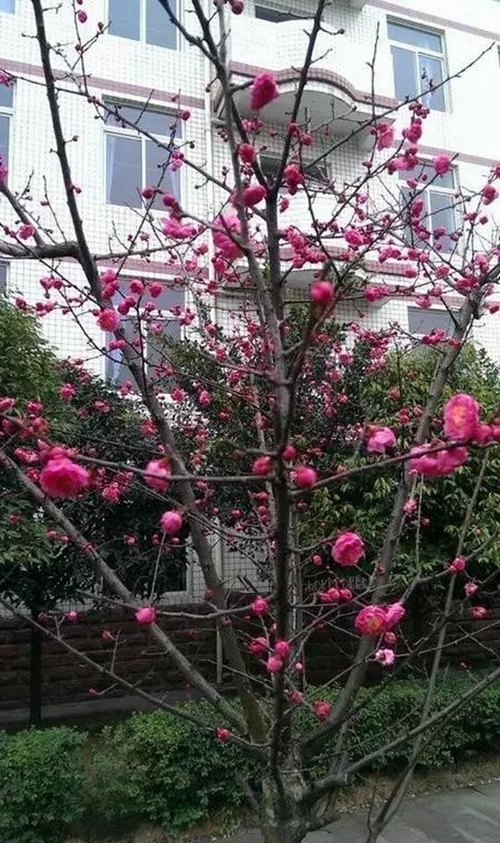 四川省成都市龙泉第二中学校园春花