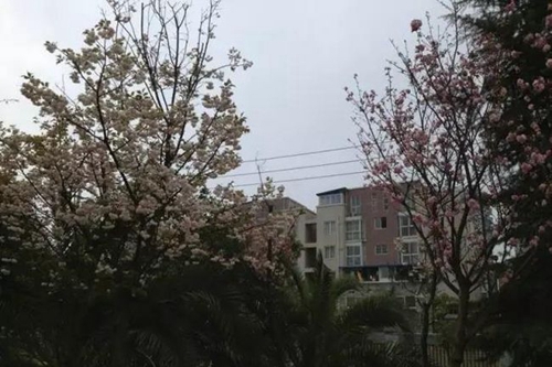 四川省成都市龙泉第二中学校园景色