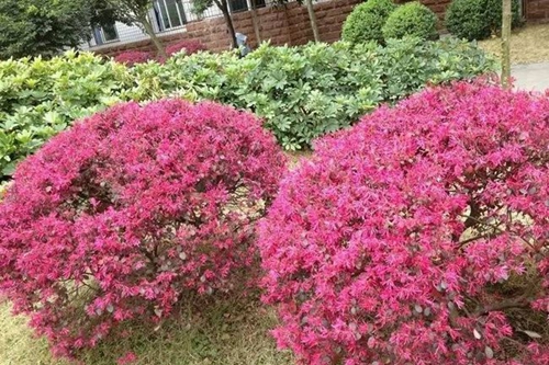 四川省成都市龙泉第二中学校园绿化