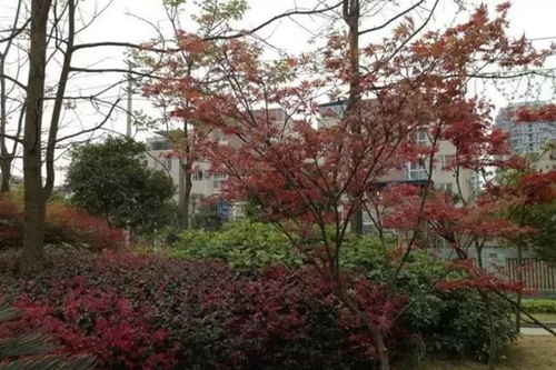 四川省成都市龙泉第二中学校园绿树