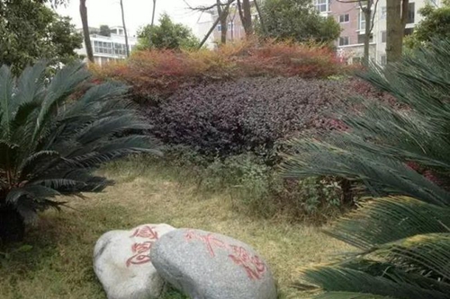 四川省成都市龙泉第二中学校园石