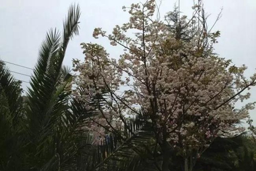 四川省成都市龙泉第二中学校园樱花