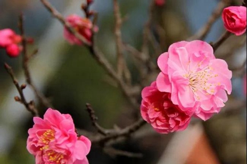 四川省成都市龙泉中学校一花