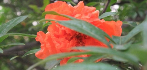 四川省大邑中学榴花